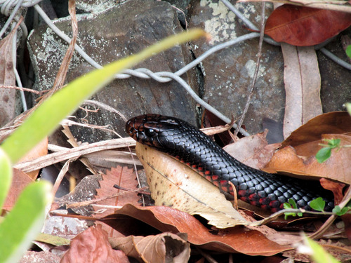 Red-bellied Black Snake sighting