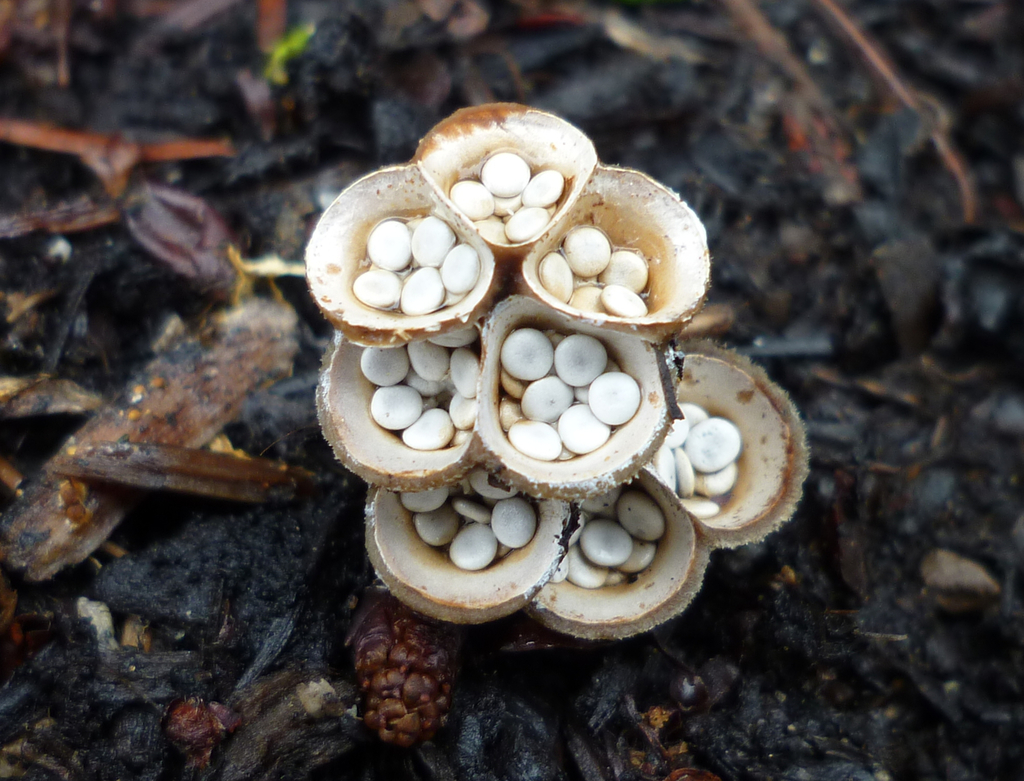 Common Bird's Nest Fungus (Crucibulum laeve) - The HUDSON RIVER PARK  Companion