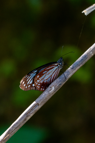 Chestnut Tiger