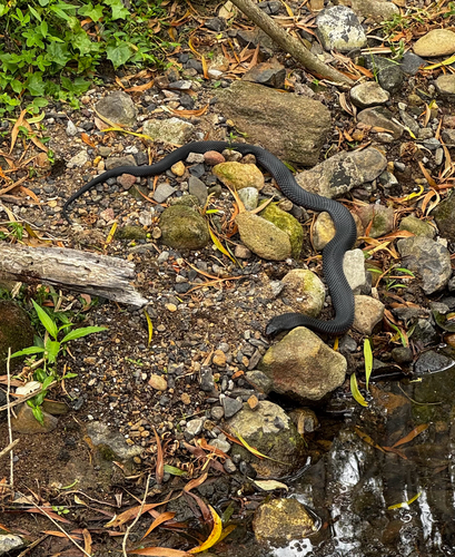 Red-bellied Black Snake sighting