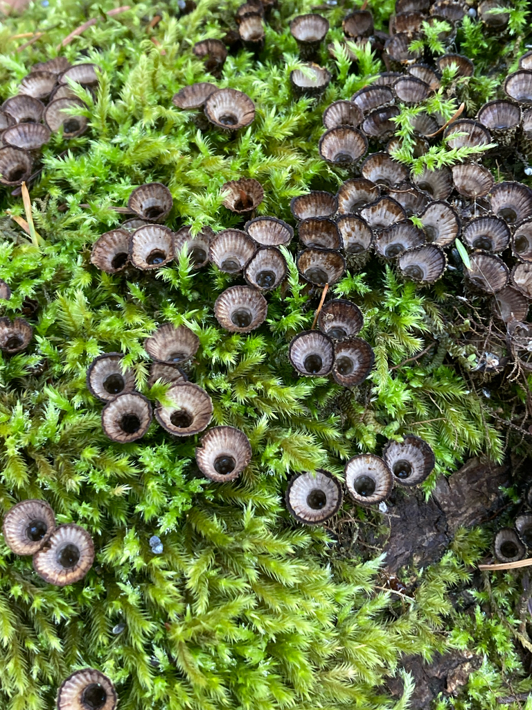 Cyathus striatus · November 2025 · photo: © hannahtidae (iNaturalist, cc-by)