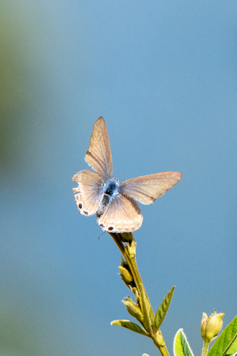 Pea Blue