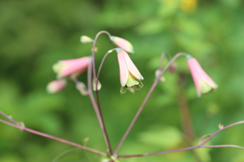 salsilla
