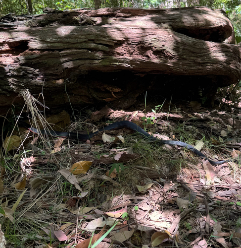 Red-bellied Black Snake sighting