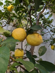 Citrus × limon