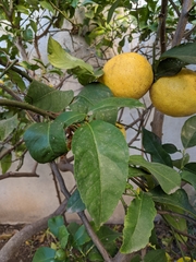 Citrus × limon