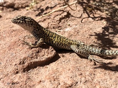 Liolaemus constanzae