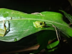 Sachatamia albomaculata