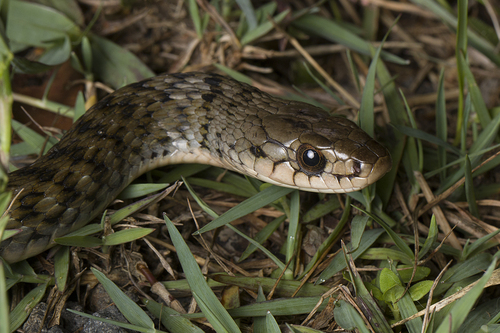 Common keelback sighting