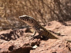 Liolaemus constanzae