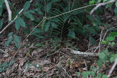 Zamia loddigesii