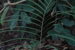 Zamia loddigesii