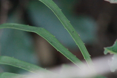 Zamia loddigesii