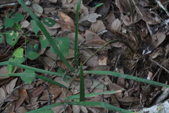 Zamia loddigesii