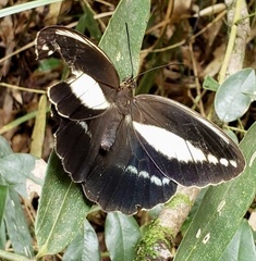 Dasyophthalma creusa