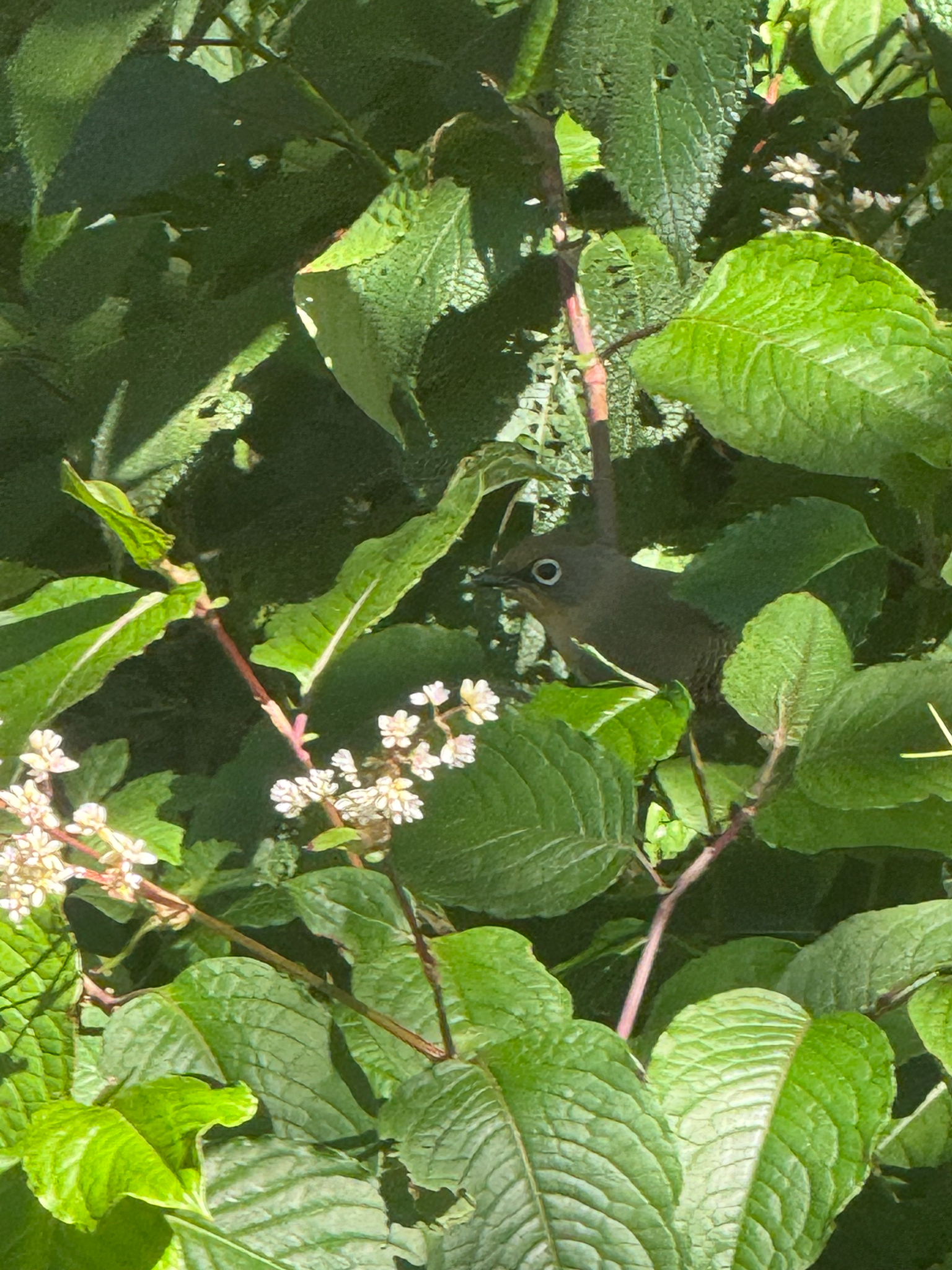 Spectacled Barwing (Actinodura ramsayi), photo 3