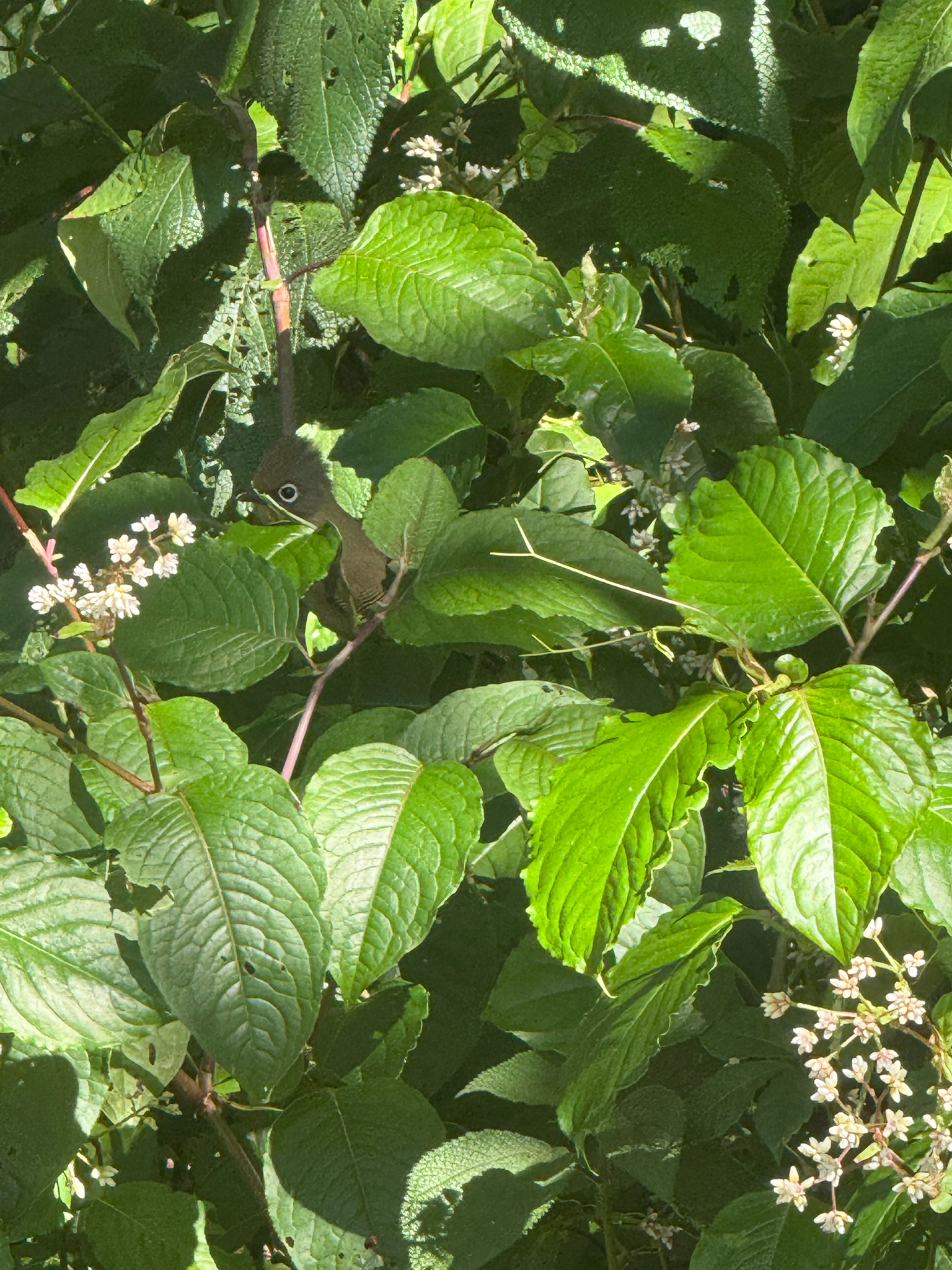 Spectacled Barwing (Actinodura ramsayi), photo 4