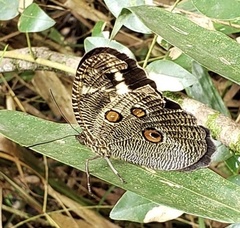 Dasyophthalma creusa