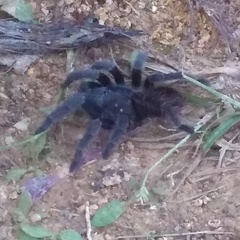 Grammostola