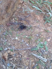 Grammostola