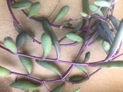 Crassothonna capensis