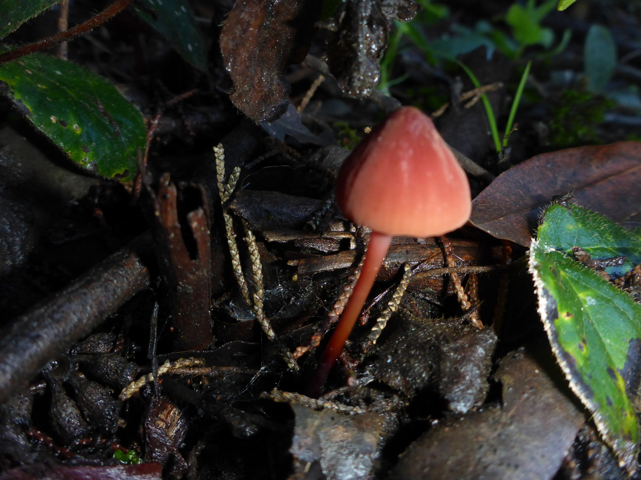Marasmius plicatulus image