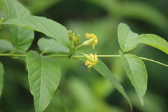 Mandevilla foliosa