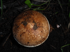 Agaricus brunneofibrillosus