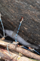 Argia joergenseni