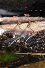 Argia joergenseni