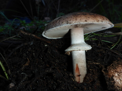 Agaricus brunneofibrillosus