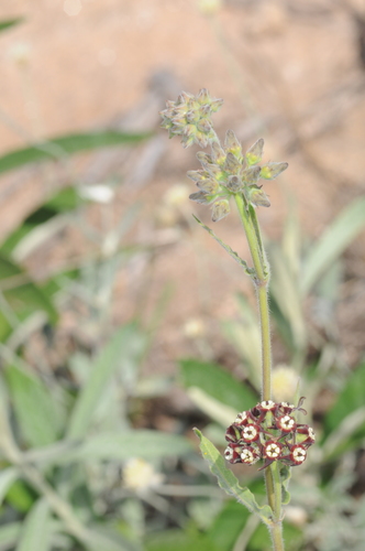 Image of Oxypetalum Arnottianum (Oxypetalum arnottianum) by (c) aacocucci, some rights reserved (CC BY)