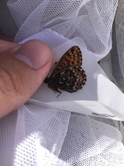 Boloria polaris