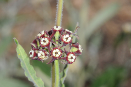 Image of Oxypetalum Arnottianum (Oxypetalum arnottianum) by (c) aacocucci, some rights reserved (CC BY)