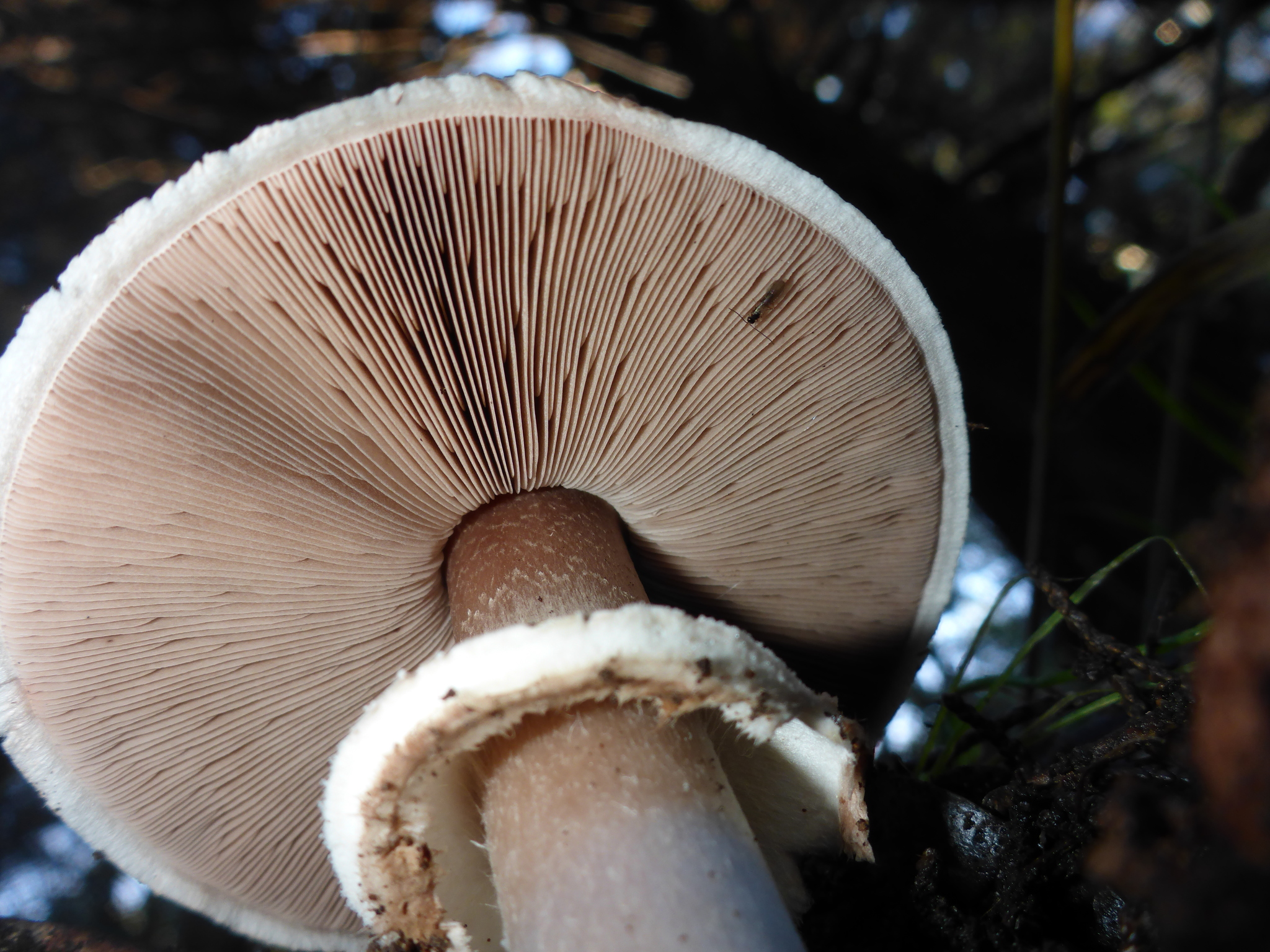 Agaricus brunneofibrillosus image