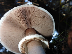 Agaricus brunneofibrillosus
