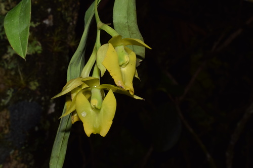 Epidendrum pfahlii Hágsater & Cisneros 2