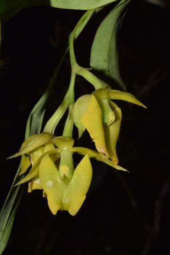Epidendrum pfahlii Hágsater & Cisneros 3