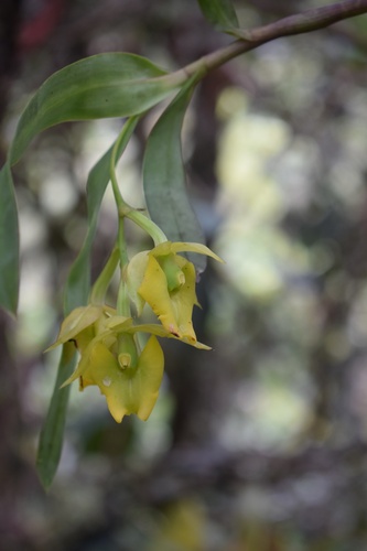 Epidendrum pfahlii Hágsater & Cisneros 4