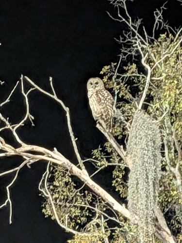 View observation of {o.common_name} on iNaturalist