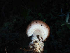 Agaricus brunneofibrillosus