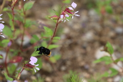 Bombus brachycephalus