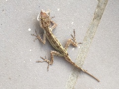 Anolis cristatellus wileyae