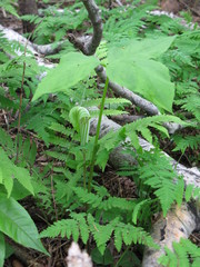 Arisaema triphyllum