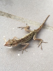 Anolis cristatellus wileyae