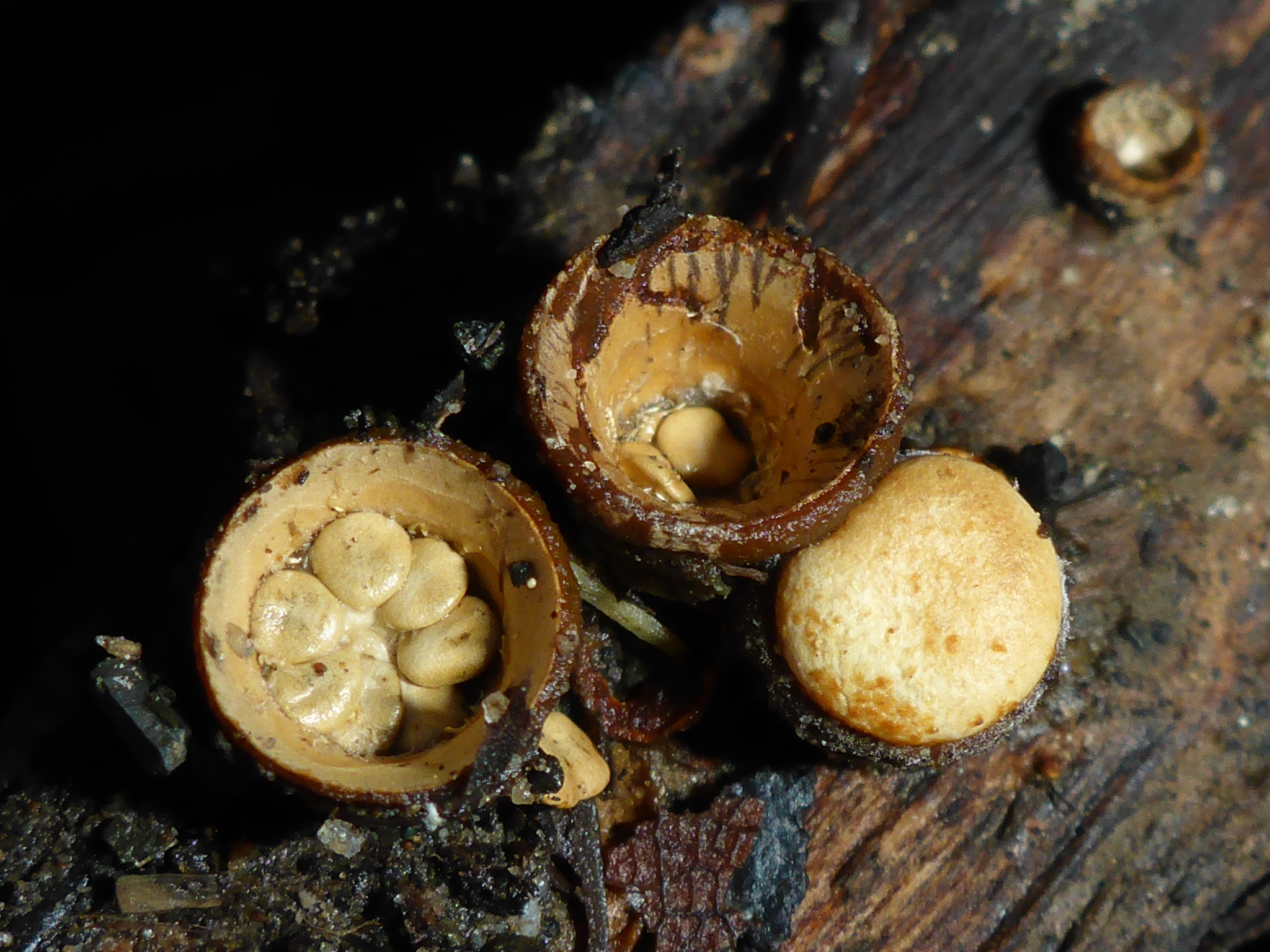 Crucibulum crucibuliforme image