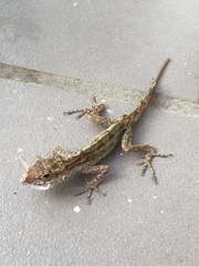 Anolis cristatellus wileyae