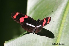 Heliconius telesiphe
