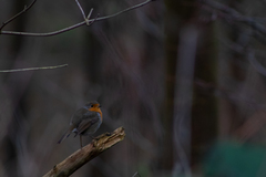 Erithacus rubecula