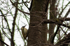 Picus viridis